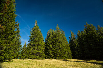trees growing on alpine meadow