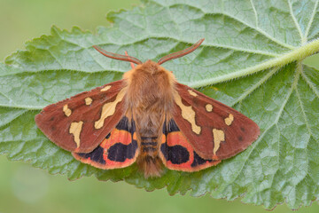 Hyphoraia testudinaria, farfalla notturna 