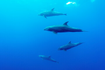 Bottlenose Dolphins (tursiops truncatus) pod in Galapagos.