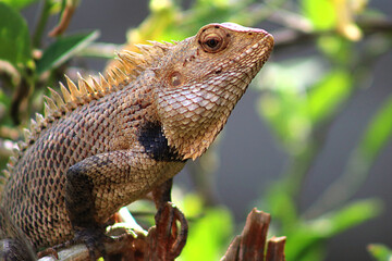 lizard on a tree, 