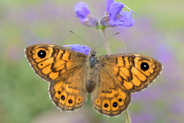 Lasiommata megera 
