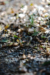 新しい命の芽吹き