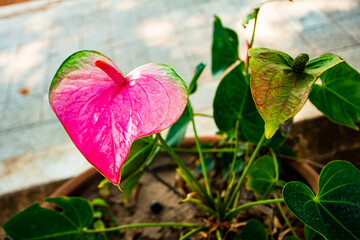 Anthurium flower Beautiful fresh pink Green branches, blurry background 