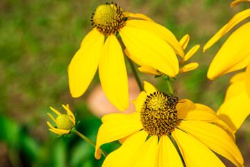 Prairie coneflower, beautiful bright yellow flower With bees and insects that pollinate There are blurred green leaves and black shadows in the background. 