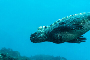 The marine iguana (Amblyrhynchus cristatus) diving to feed on sea grass. Also called Galápagos...