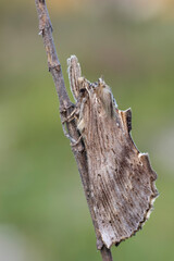 Pterostoma palpinum, farfalla notturna dal forte mimetismo 