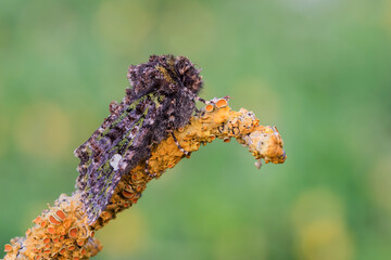 Valeria oleagina, farfalla notturna dal forte mimetismo 