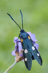 Zygaena ephialtes, farfalla non comune