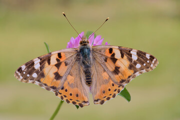 Vanessa cardui, la vanessa del cardo ad ali aperte