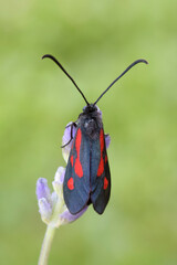 Zygaena romeo 