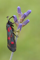 Francia, Zygaena viciae 