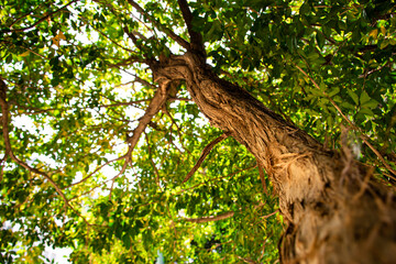 The tree has a beautiful colorful pattern with green branches and leaves, sunlight shines with a blurry black background. 
