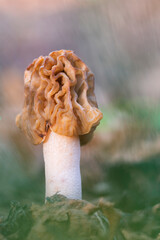 Morchella, fungo decisamente originale 