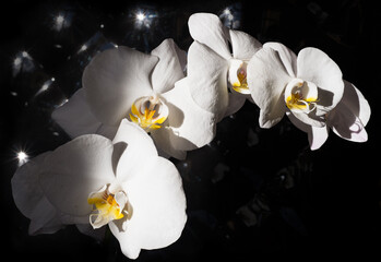 Close-up Of White Orchid Flowers