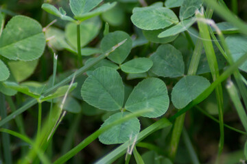 Beautiful green clover leaves and thin grass, meadow, green leaves background, Irish traditional symbol, st. Patrick day