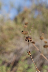 Vacant brown bracts formerly holding dehiscent nutlet fruit of Black Sage, Salvia Mellifera, Lamiaceae, native monoclinous shrub in Topanga State Park, Santa Monica Mountains, Winter.