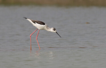 Black Winged Stilt Bird Searching Food
