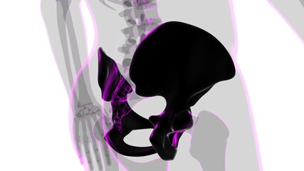 Human Skeleton Hip or Pelvic bone Anatomy For Medical Concept