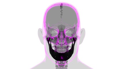 Human Skeleton Skull Mandible Bone Anatomy For Medical Concept