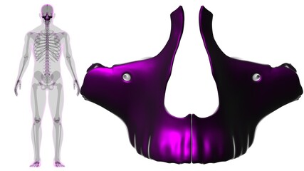 Human Skeleton Skull Maxillal Bone Anatomy For Medical Concept