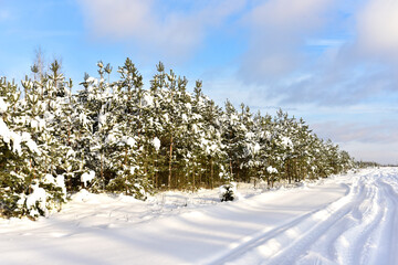 Pine and fir forest covered with snow after strong snowfall. Green pine trees in the snow in winter on background of sunset and blue sky. Awesome winter landscape. Snow-covered tree in the wild forest