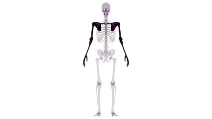 Human Skeleton Upper Limbs Anatomy 3D