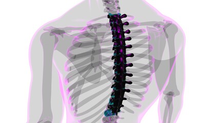 Human Skeleton Vertebral Column Thoracic Vertebrae Anatomy