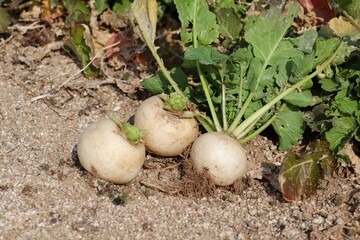 家庭菜園の蕪（かぶ）を収穫する