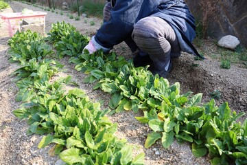 自家菜園でほうれん草を収穫している