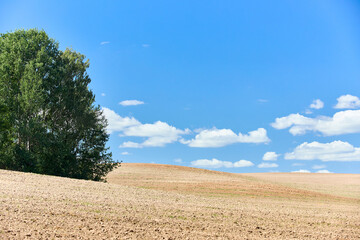 Fototapeta na wymiar Ploughed arable plowing agricultural land plowed for crops with birch trees under blue sky with clouds conceptual background with copyspace.
