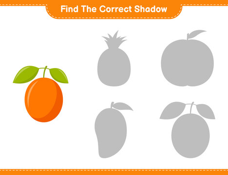 Find the correct shadow. Find and match the correct shadow of Ximenia. Educational children game, printable worksheet, vector illustration