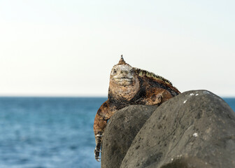 The marine iguana (Amblyrhynchus cristatus) resting and sunning to warm up before foraging algae in the sea. San Cristobal Island of Galapagos.