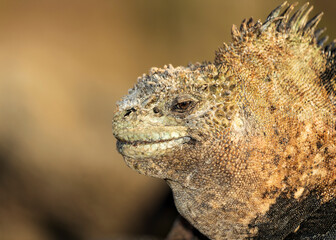 The marine iguana (Amblyrhynchus cristatus) resting and sunning to warm up before foraging algae in the sea. San Cristobal Island of Galapagos.