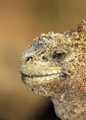 The marine iguana (Amblyrhynchus cristatus) resting and sunning to warm up before foraging algae in the sea. San Cristobal Island of Galapagos.