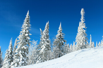 Trees in the snow on the mountain. Snowy mountain with fir trees on a blue sky background
