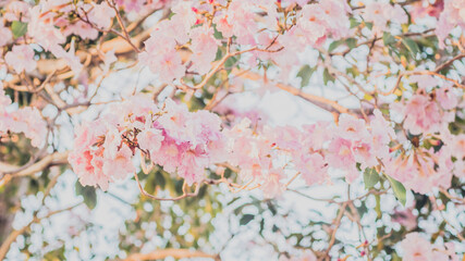 Obraz na płótnie Canvas selective focus of pink flowers in bloom. Best spring Background