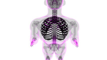 Human skeleton anatomy Rib Cage 3D Rendering