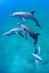 遊びに来てくれるイルカたち