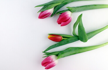 Obraz premium Pink tulips on a white background. Flowers as a gift to a woman. Women's Day, Mother's Day, 8 March.