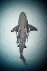 海底でお休み中のサメ