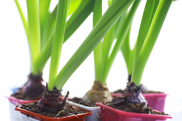 Crocus, plural crocuses or croci is a genus of flowering plants in the iris family. A single...