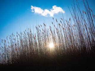 Sun Setting behind Common Reed Plants Bushes
