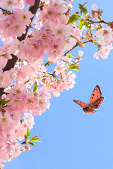 Fototapety  Blooming sakura tree, pink flowers cherry on twig in garden in a spring day with butterfly on background blue sky