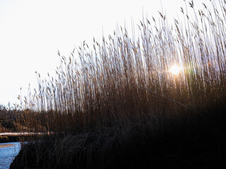 Brown Common Reed Plants with Flowers over the River at Sunset