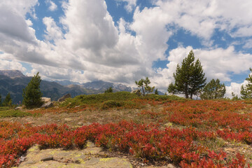 Francia, Colle del Granon, distesa di mirtilli 