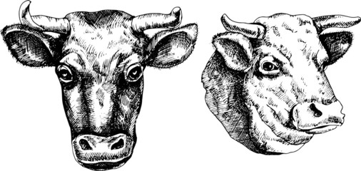 Monochrome vector hand drawn cows heads illustration.