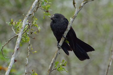 Smooth-billed Ani (Crotophaga ani) in Santa Cruz Island, Galapagos, Ecuador