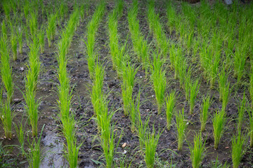 Fototapeta na wymiar A paddy field is a flooded field of arable land used for growing semiaquatic crops, most notably rice and taro. The technology was also acquired by other cultures in mainland Asia for rice farming.