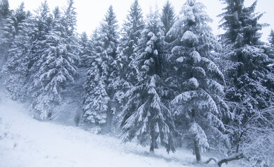 abundant snowfall on the forest in the mountains