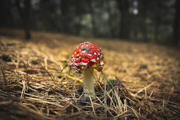 Muchomor czerwony grzyb © Micha